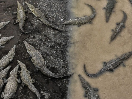 3e place "Crocodiles at Rio Tarcoles"