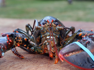 Non le homard n'est pas le mâle de la langouste...