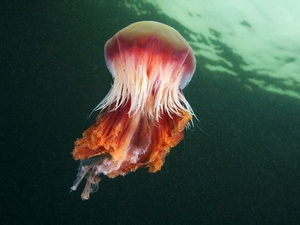 Quels sont les plus grands animaux marins du monde ?