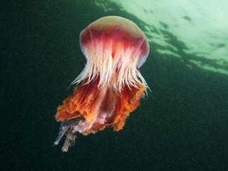 Quels sont les plus grands animaux marins du...