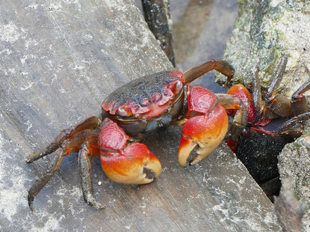 Un crabe Un crabe