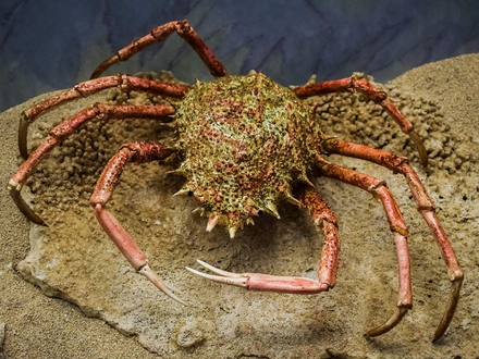 Une araignée de mer Nautisme Article