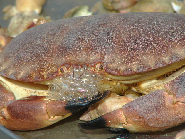 Connaissez Vous Les Differences Entre Le Crabe Le Tourteau Et L Araignee De Mer Actualites Nautisme Connaissez Vous Les Differences Entre Le Crabe Le Tourteau Et L Araignee De Mer Actualites Nautisme