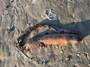 Une créature mystérieuse retrouvée après Harvey !
