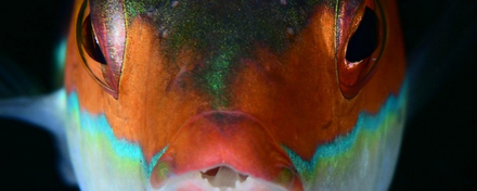 2e place du classement, et prix poisson macro