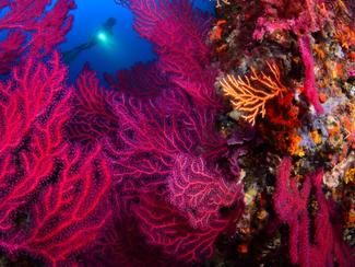 Championnat de France de photo sous-marine...