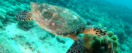 Tortue imbriquée, ou tortue à écailles Tortue imbriquée, ou tortue à écailles