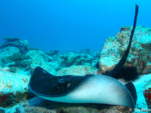 Un aquarium grandeur nature au coeur de l'océan Indien