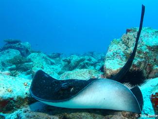 Un aquarium grandeur nature au coeur de...