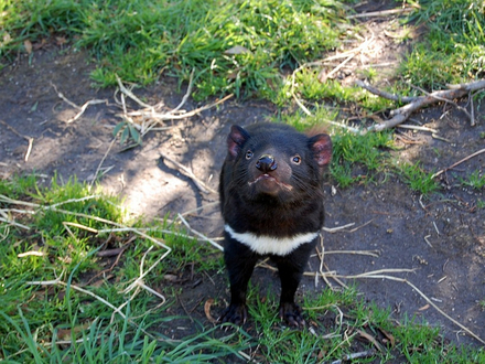 Le fameux diable de Tasmanie Le fameux diable de Tasmanie