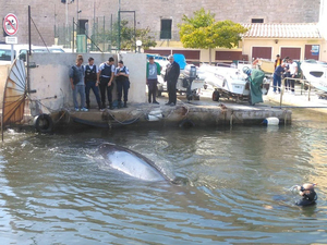 Une baleine s'égare dans le Vieux-Port de Marseille