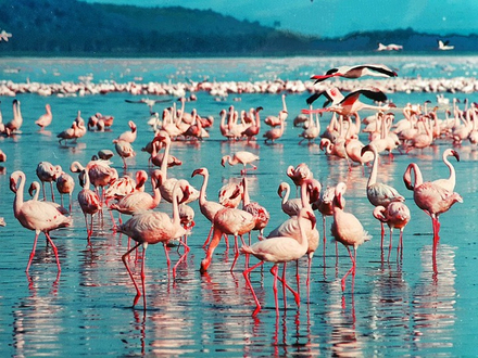 Lac Nakuru Lac Nakuru