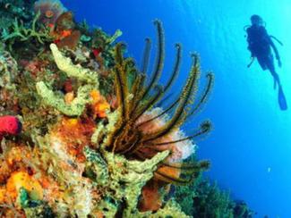 La Martinique : une invitation à la plongée