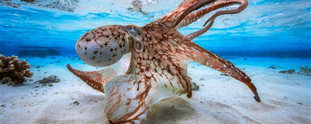 Photographe de l'année : "Dancing Octopus" Photographe de l'année : "Dancing Octopus"