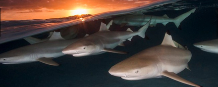 "Blacktip sunset rendezvous"