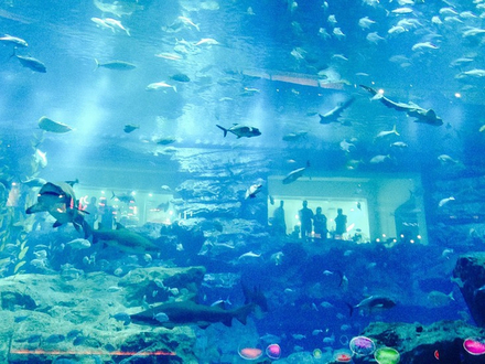 Au Dubai Mall, immense centre commercial du centre de Dubaï, se trouve le Dubai Aquarium & Underwater Zoo, l'un des plus grands aquariums intérieurs du monde. Au Dubai Mall, immense centre commercial du centre de Dubaï, se trouve le Dubai Aquarium & Underwater Zoo, l'un des plus grands aquariums intérieurs du monde.