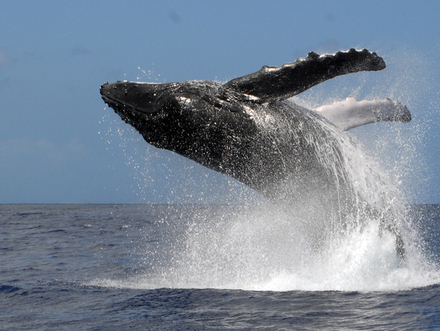 Les baleines viennent donner naissance à leurs petits le long des côtes de Rurutu. Les baleines viennent donner naissance à leurs petits le long des côtes de Rurutu.