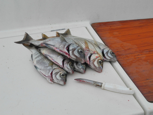  Les plaisanciers pêcheurs une fois de plus pénalisés