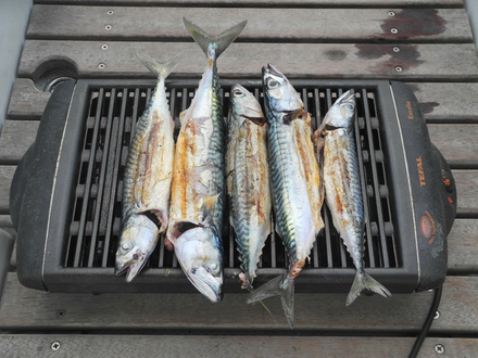 Pour respecter la loi, il faut couper la nageoire caudale de ces maquereaux avant de les faire griller.