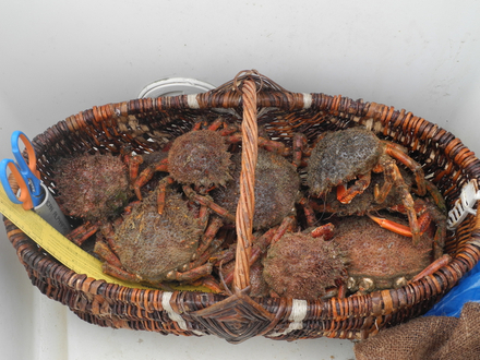 Les crustacés aussi ont des tailles réglementaires. L'araignée doit faire au minimum 12 cm.