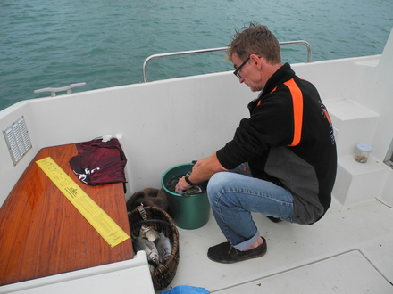 Après la pêche, il faut mesurer les poissons et procéder à l?ablation de la partie inférieure de la nageoire caudale, en clair, une partie de la queue. Sauf si le poisson est relâché.