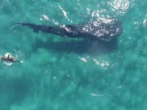 Nager avec d'énormes requins-baleines au nord-ouest du Mexique c'est possible !