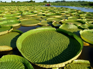 Paraguay : les touristes se pressent pour admirer des nénuphars géants
