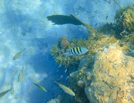 Plongée à l'Anse Chaudière en Martinique Nautisme Article