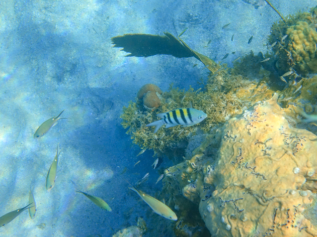 Plongée à l'Anse Chaudière en Martinique Nautisme Article