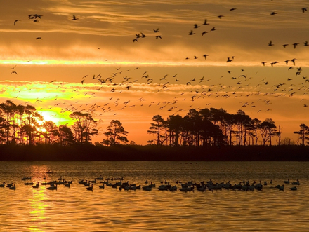 Chincoteague National Wildlife Refuge
