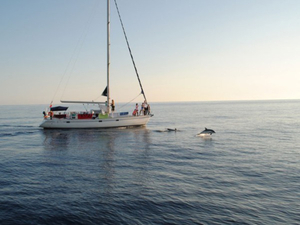 Cybelle Planète : une mission cétacés en avril 2018