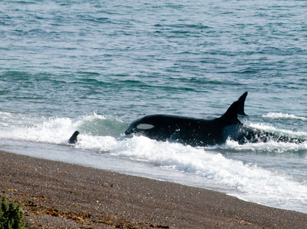 La péninsule de Valdés