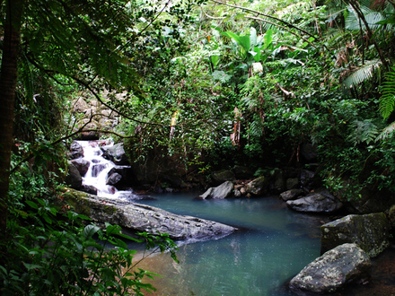 El Yunque, la forêt tropicale portoricaine, elle fait partie des plus grandes réserves américaines.  El Yunque, la forêt tropicale portoricaine, elle fait partie des plus grandes réserves américaines.