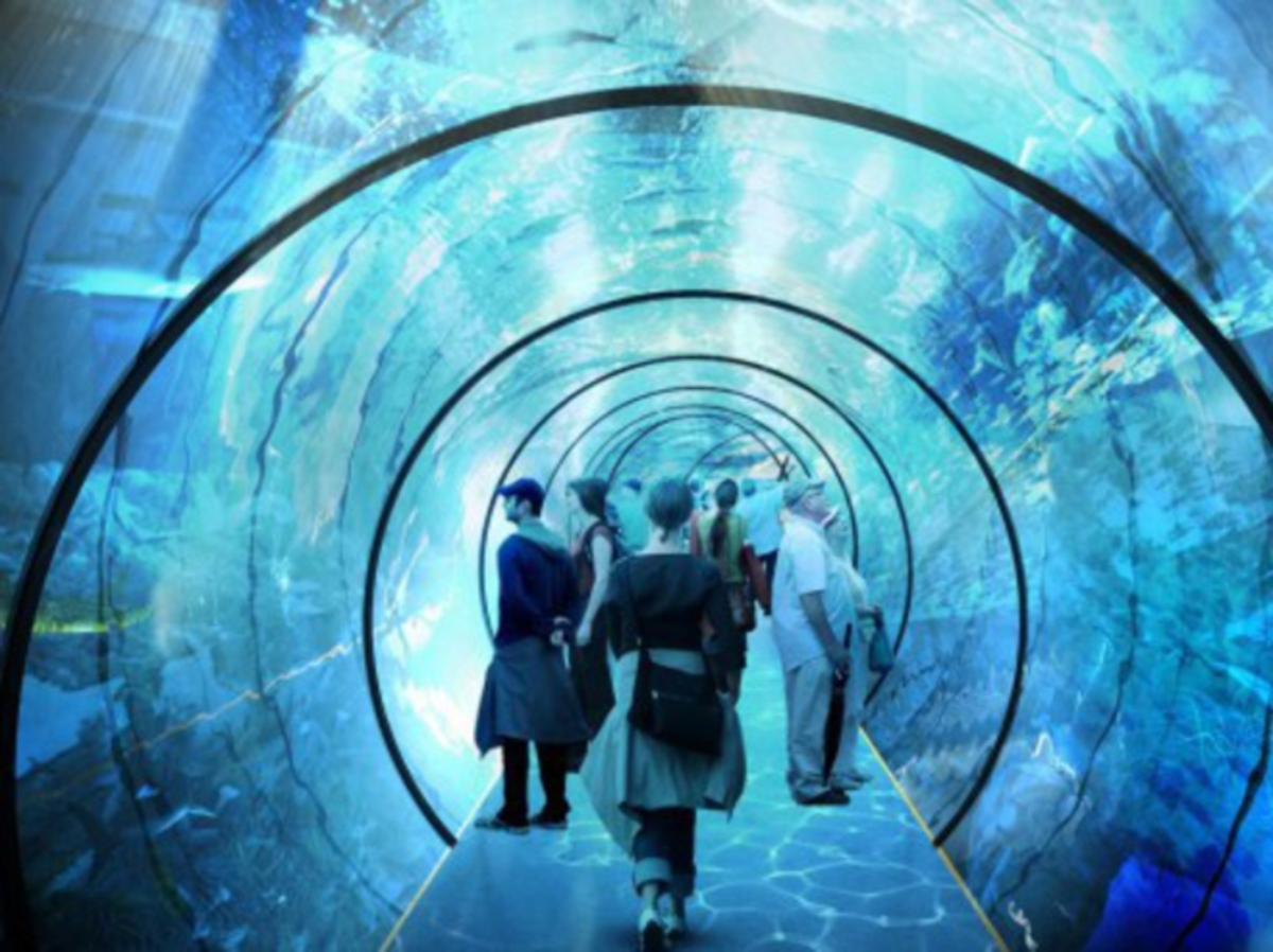 Pas-de-Calais : avec sa nouvelle expérience, Nausicaá veut «réinventer l' aquarium du futur»