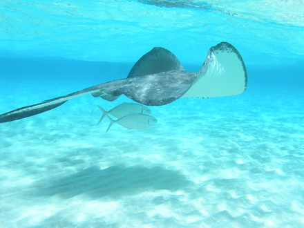 Le spot le plus réputé des îles Caïmans : Stingray City, où vous pourrez nager avec des raies pastenagues. Le spot le plus réputé des îles Caïmans : Stingray City, où vous pourrez nager avec des raies pastenagues.