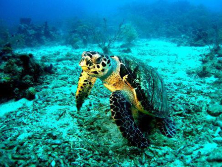 La réserve Cousteau est l'un des plus beaux sites touristiques de l'île. Vous aurez le privilège d'apercevoir des coraux, des poissons tropicaux, des tortues ou encore des hippocampes et des murènes. Nautisme Article