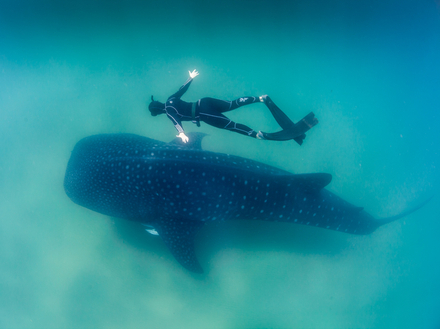 En Afrique du sud, le sport idéal pour les plongeurs débutant est Sodwana Bay. Vous aurez sûrement la chance de voir de vos propres yeux des requins baleines ! Nautisme Article