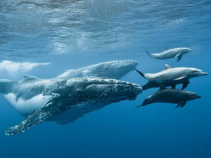 Rendez-vous avec les baleines à la Réunion