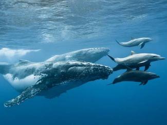 Rendez-vous avec les baleines à la Réunion