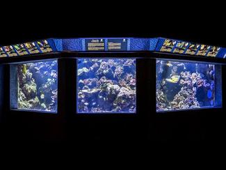 L'Aquarium Tropical de la Porte Dorée fait...