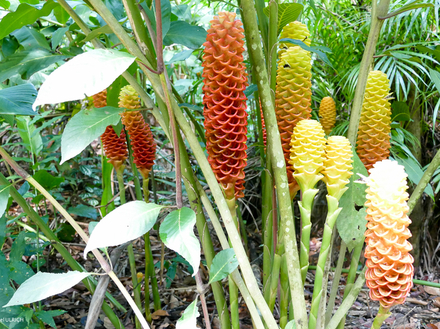 Le long du Chemin de l'Or Le long du Chemin de l'Or