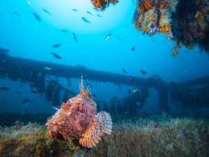 La vie sous-marine renaît dans la rade de Marseille, 10 ans plus tard