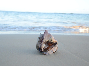 Sur la plage : savoir identifier tout ce que vous voyez