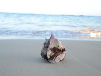 Sur la plage : savoir identifier tout ce que...