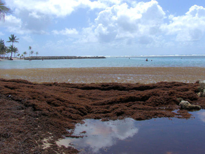 Les Antilles, toujours asphyxiées par les sargasses