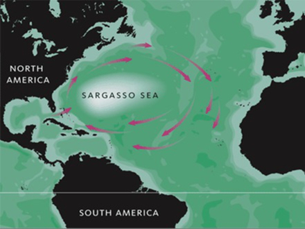 La Mer des Sargasses, au nord des Antilles La Mer des Sargasses, au nord des Antilles