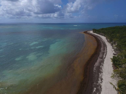 La plage du Gosier en Guadeloupe, envahie d'algues brunes, le 23 avril 2018 La plage du Gosier en Guadeloupe, envahie d'algues brunes, le 23 avril 2018