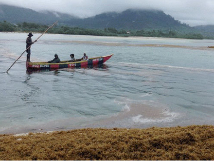 En 2016, la plage de Freetown en Sierra Leone, recouverte de sargasses. En 2016, la plage de Freetown en Sierra Leone, recouverte de sargasses.
