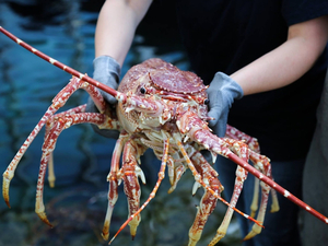 Vidéo : une langouste géante vient de rejoindre Océanopolis à Brest