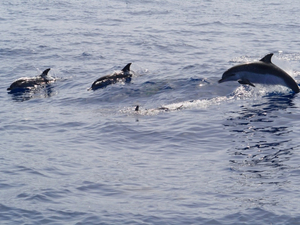 Où observer des cétacés en France et en Europe ?